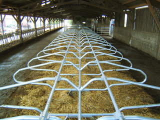 Equipements d’étables vaches laitières