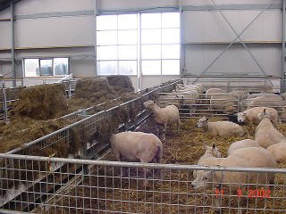 Stalinrichting schapen en geiten