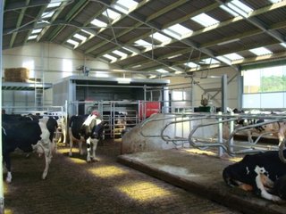 Equipements d’étables vaches laitières