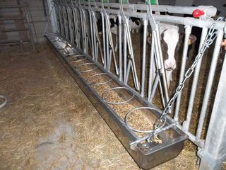Affouragement des bovins