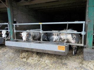 Affouragement des bovins