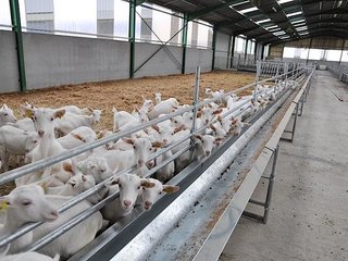 Stalinrichting schapen en geiten