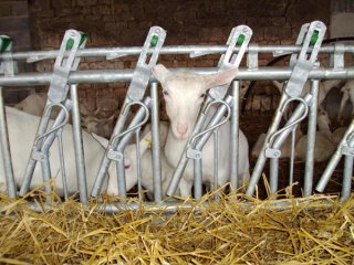 Stalinrichting schapen en geiten