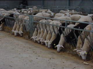 Stalinrichting schapen en geiten