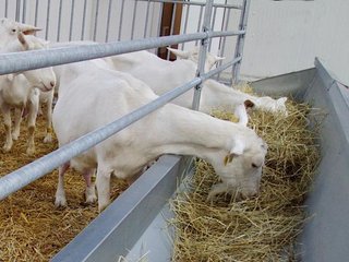 Stalinrichting schapen en geiten