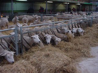 Stalinrichting schapen en geiten