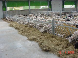Stalinrichting schapen en geiten