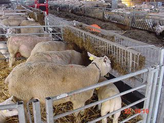 Stalinrichting schapen en geiten