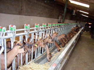 Stalinrichting schapen en geiten